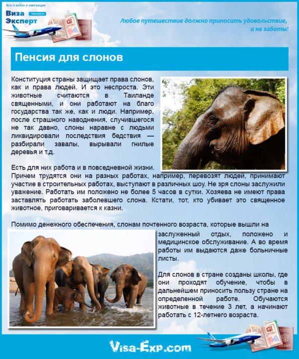Pension for elephants